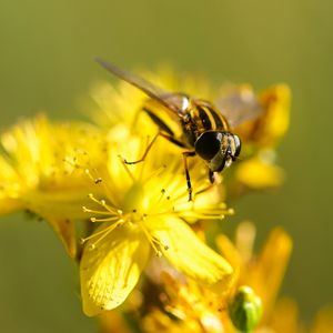 Preview wallpaper bee, flower, pollination, yellow