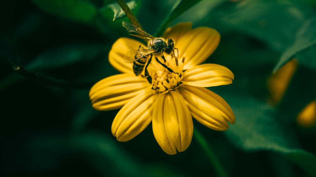 Wallpaper bee, flower, pollination, yellow, blur