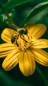 Preview wallpaper bee, flower, pollination, yellow, blur