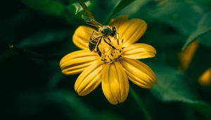 Preview wallpaper bee, flower, pollination, yellow, blur