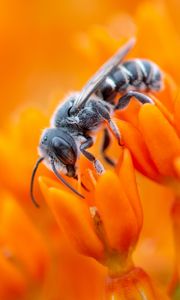 Preview wallpaper bee, flower, pollination, pollen, orange