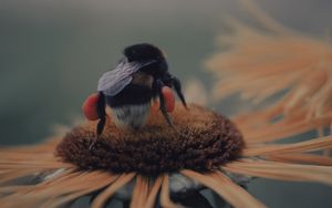 Preview wallpaper bee, flower, pollination, insect, blur