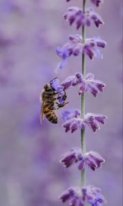 Preview wallpaper bee, flower, pollination, insect, macro, lilac