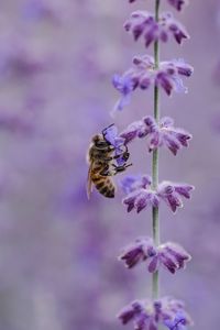 Preview wallpaper bee, flower, pollination, insect, macro, lilac