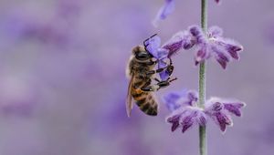 Preview wallpaper bee, flower, pollination, insect, macro, lilac