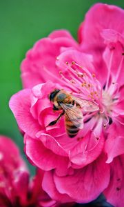 Preview wallpaper bee, flower, pollination, pink, macro