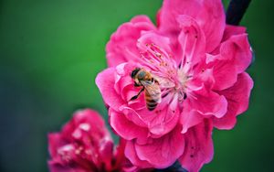 Preview wallpaper bee, flower, pollination, pink, macro