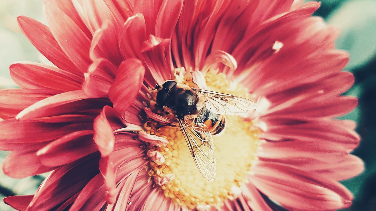 Wallpaper bee, flower, pollination, insect, petals