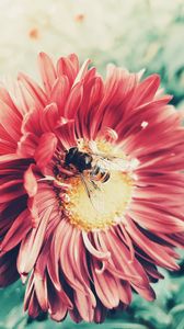 Share 61 cute bee wallpaper super hot  incdgdbentre