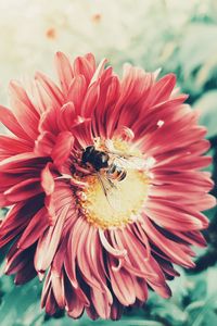 Preview wallpaper bee, flower, pollination, insect, petals