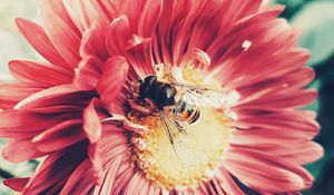 Preview wallpaper bee, flower, pollination, insect, petals