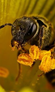 Preview wallpaper bee, flower, pollination, insect