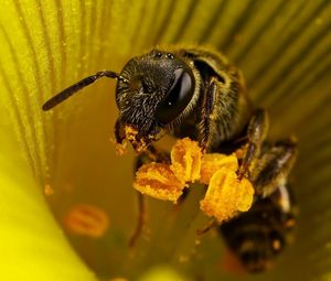 Preview wallpaper bee, flower, pollination, insect