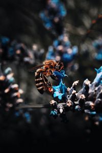 Preview wallpaper bee, flower, pollination, macro, insect