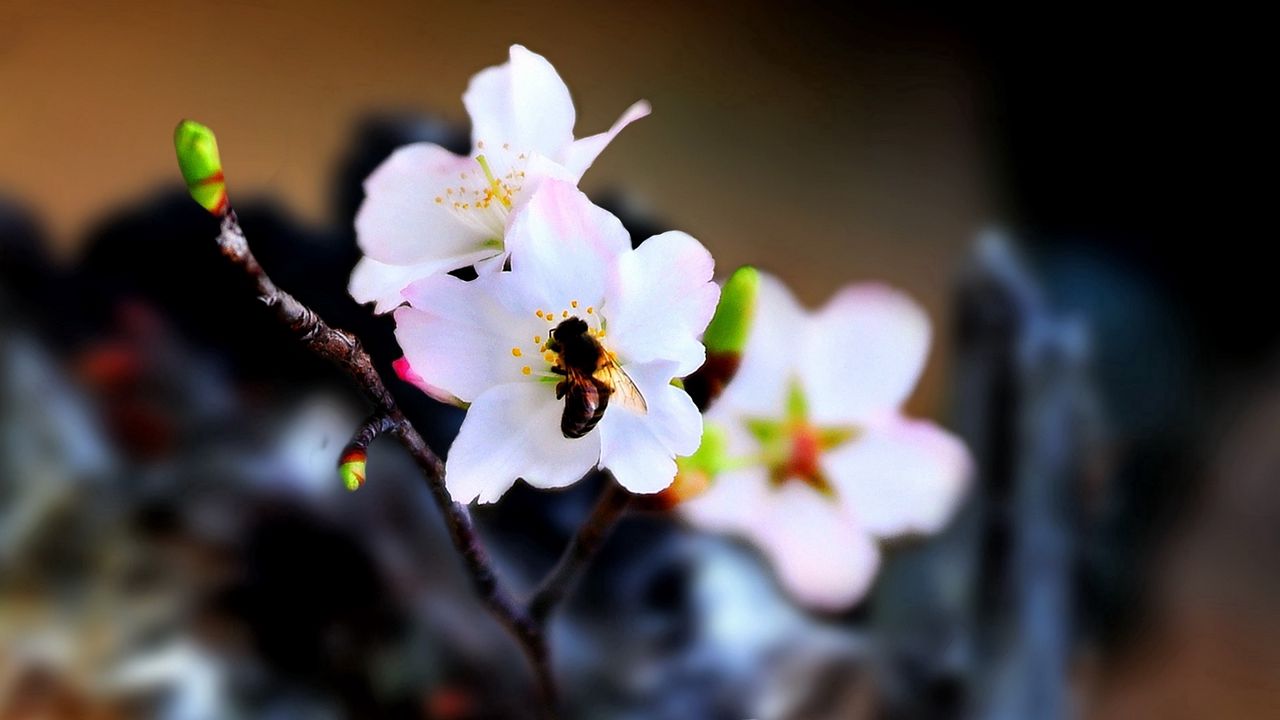 Wallpaper bee, flower, pollination, flowering