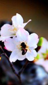 Preview wallpaper bee, flower, pollination, flowering