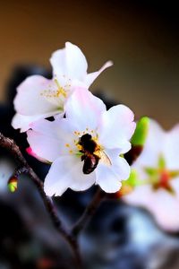 Preview wallpaper bee, flower, pollination, flowering