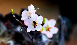 Preview wallpaper bee, flower, pollination, flowering