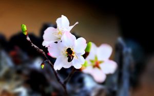 Preview wallpaper bee, flower, pollination, flowering