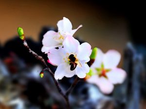 Preview wallpaper bee, flower, pollination, flowering