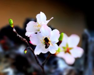 Preview wallpaper bee, flower, pollination, flowering