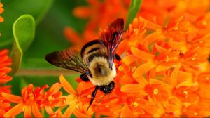 Preview wallpaper bee, flower, pollination