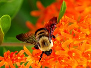 Preview wallpaper bee, flower, pollination