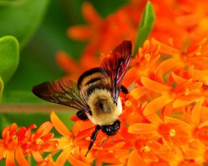 Preview wallpaper bee, flower, pollination