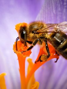 Preview wallpaper bee, flower, pollination, petals