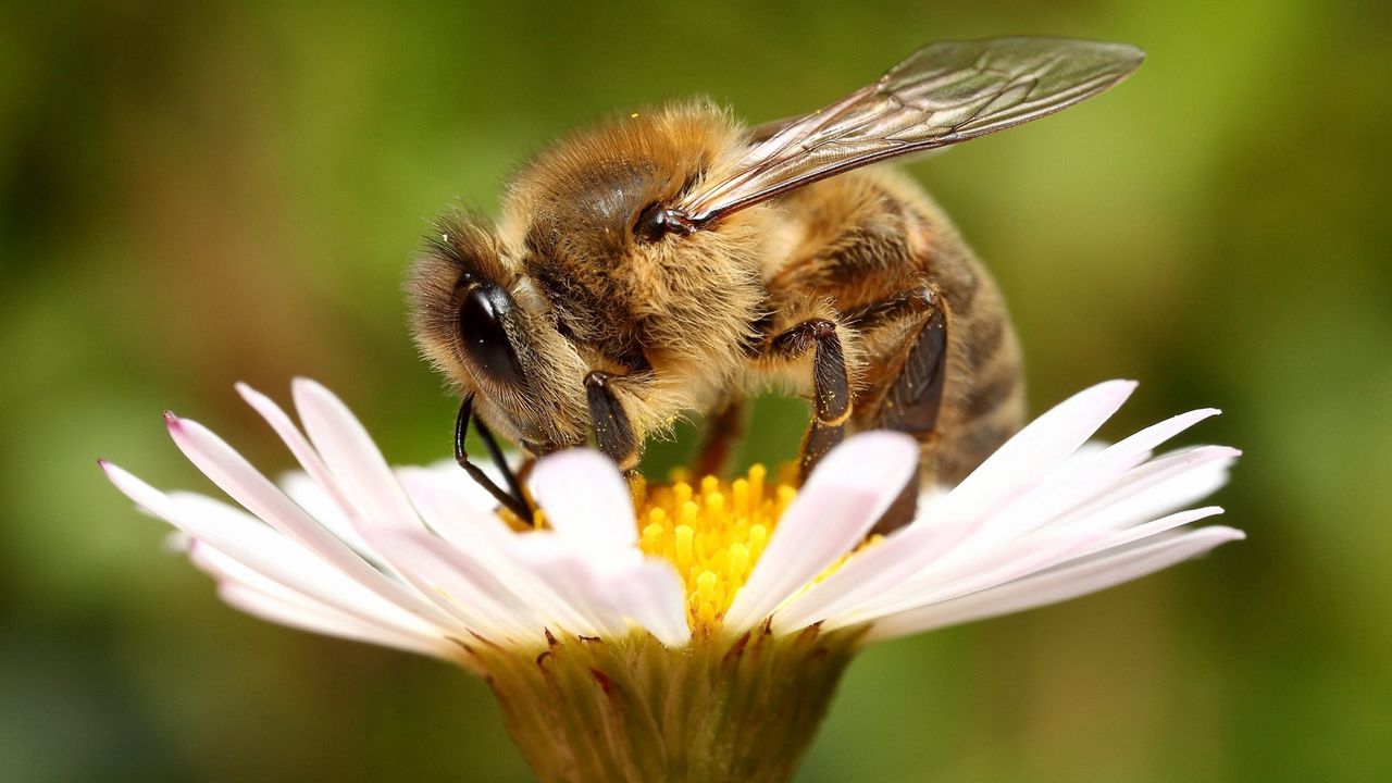 Wallpaper bee, flower, pollination, wings, insect, daisy