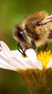 Preview wallpaper bee, flower, pollination, wings, insect, daisy