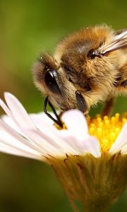 Preview wallpaper bee, flower, pollination, wings, insect, daisy