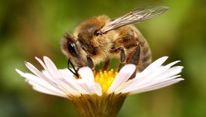 Preview wallpaper bee, flower, pollination, wings, insect, daisy