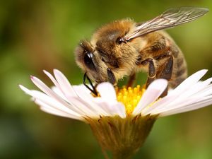 Preview wallpaper bee, flower, pollination, wings, insect, daisy