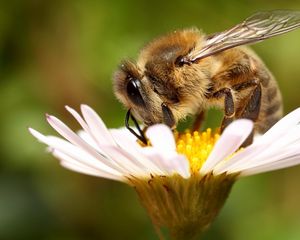 Preview wallpaper bee, flower, pollination, wings, insect, daisy