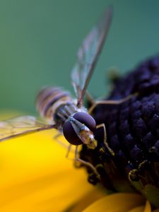 Preview wallpaper bee, flower, pollination, petals