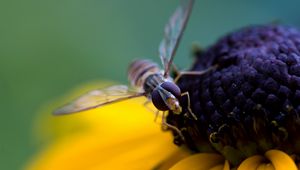 Preview wallpaper bee, flower, pollination, petals