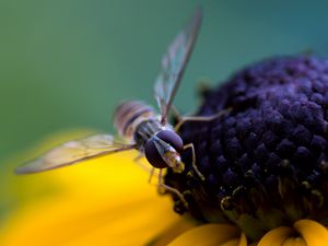 Preview wallpaper bee, flower, pollination, petals