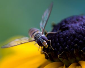 Preview wallpaper bee, flower, pollination, petals