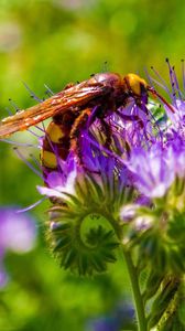 Preview wallpaper bee, flower, pollination, stem