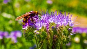 Preview wallpaper bee, flower, pollination, stem