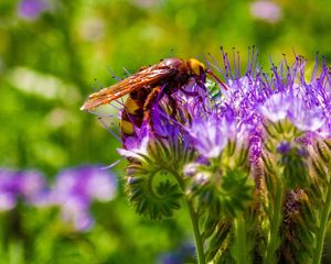 Preview wallpaper bee, flower, pollination, stem