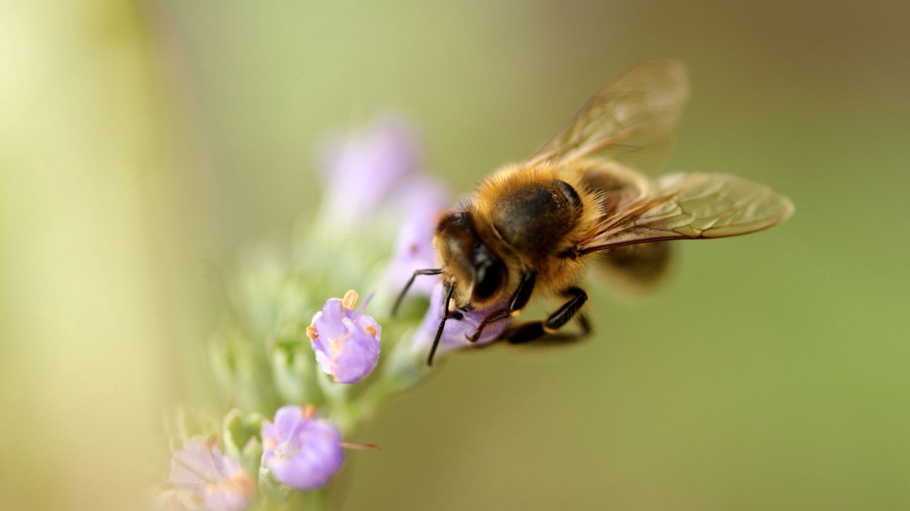 Wallpaper bee, flower, pollination, macro