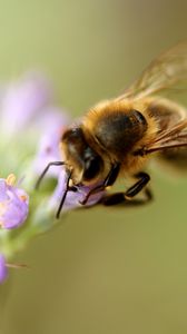 Preview wallpaper bee, flower, pollination, macro