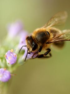 Preview wallpaper bee, flower, pollination, macro