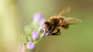 Preview wallpaper bee, flower, pollination, macro