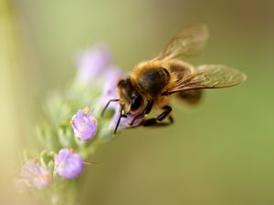 Preview wallpaper bee, flower, pollination, macro