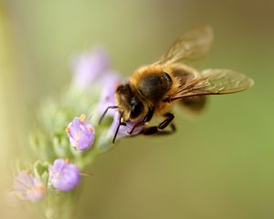 Preview wallpaper bee, flower, pollination, macro