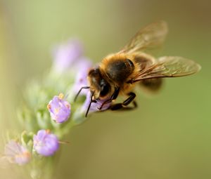 Preview wallpaper bee, flower, pollination, macro