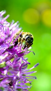 Preview wallpaper bee, flower, pollination, background